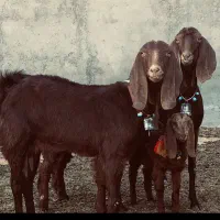 ۲راس چپش بزغاله دارپاکستانی(میش بره گوسفند)