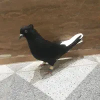فروش ماده اشعل درشت وکشیده
