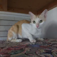 گربه|گربه|بندرعباس, |دیوار