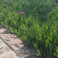 نیاز به کارگر فضای سبز