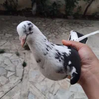 کبوتر
