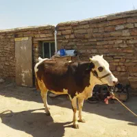 گاو دوساله