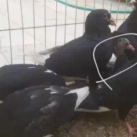کفترلش