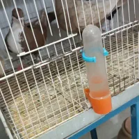 کفتر|پرنده|سبزوار, طبرسی (جعفرآباد)|دیوار