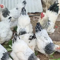 خرید و فروش مرغ خروس غاز