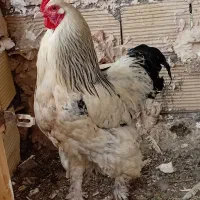 تخم مرغ  نطفه دار برهما مرندی