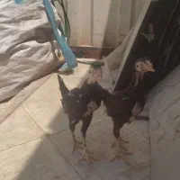 دو عدد جوجه لاری خارجی