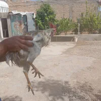 مرغ وخروس