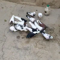 کبوتر  رنگی