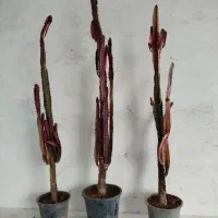 سه تا کاکتوس ۱ متری فقط ۹۹۸ هزار