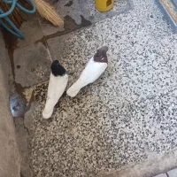 کبوتر