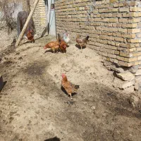 7عدد مرغ محلی با یک عدد خروس گلین