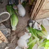 خرگوش