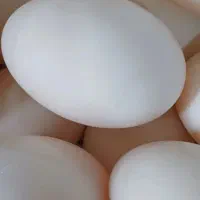 تخم اوردک