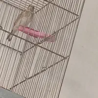جوجه سهره نر بهترین جوجه