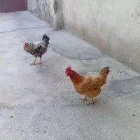 مرغ و خروس