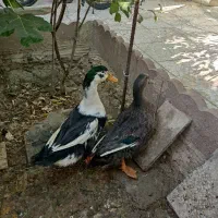 اردک غاز اردک فروشی خانگی