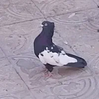 کفتر سینه سیاه