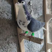 باسلام کفتر صید جفتگاه مناسب همه مدل.