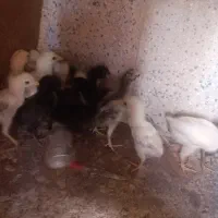 جوجه لاری