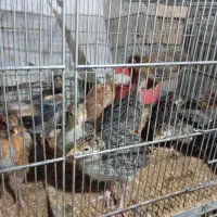جوجه بوقلمون برنز 45 روزه