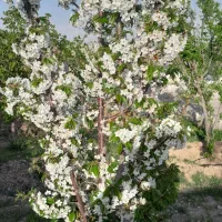 باغچه-500-متری