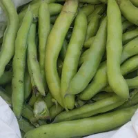 باقله