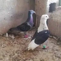 کبوتر رنگی