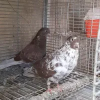 کبوتر شمرونی بلندپرواز|پرنده|سورک, |دیوار