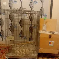 قفس کاسکو