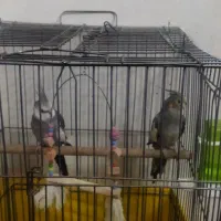 یک جفت عروس هلندی