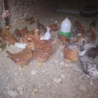 نیمچه مرغ و خروس