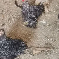 مرغ کوشین