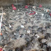 بلدرچین نر ماده جوجه مرغ خروس