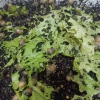 پرورش حلزون باسرمایه یک میلیون