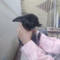 خرگوش لوپ