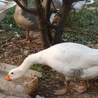 غار