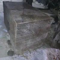 قفس مرغ کبوتر
