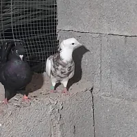 طوقی|پرنده|خورموج, |دیوار