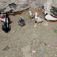 کبوتر|پرنده|چرداول, |دیوار
