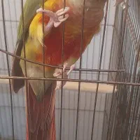 طوطی گرینچیک دستی