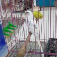 مرغ عشق بالغ