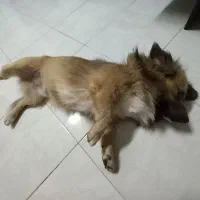 واگذاری سگ|سگ|رشت, لاکان شهر|دیوار