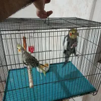 عروس هلندی نر و ماده