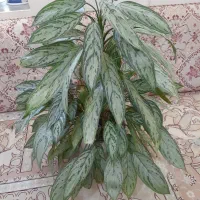 گل های آپارتمانی