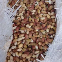پوست پسته درجه یک با قیمت استثنایی