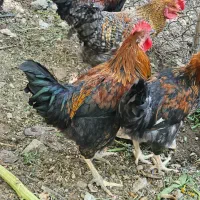 جوجه خروس محلی فروشی