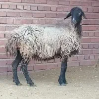 میش جوان افشار