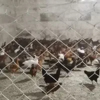 مرغ و خروس اصل گلپایگان