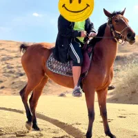اسب|اسب و تجهیزات اسبسواری|مرودشت, دولت آباد|دیوار